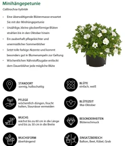 Dehner Balkonpflanzen-Sets|Sommerblumen - Beet- & Balkonpflanzen-Set Blütencharme, 6-teilig