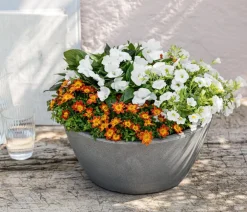 Dehner Balkonpflanzen-Sets|Sommerblumen - Beet- & Balkonpflanzen-Set Blütencharme, 6-teilig