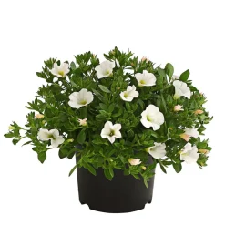 Dehner Balkonpflanzen-Sets|Sommerblumen - Beet- & Balkonpflanzen-Set Blütencharme, 6-teilig