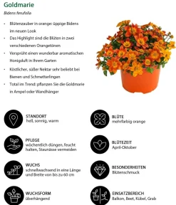 Dehner Balkonpflanzen-Sets|Sommerblumen - Beet- & Balkonpflanzen-Set Blütencharme, 6-teilig