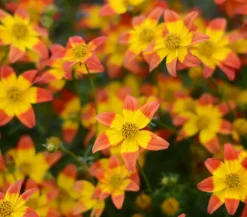 Dehner Balkonpflanzen-Sets|Sommerblumen - Beet- & Balkonpflanzen-Set Blütencharme, 6-teilig