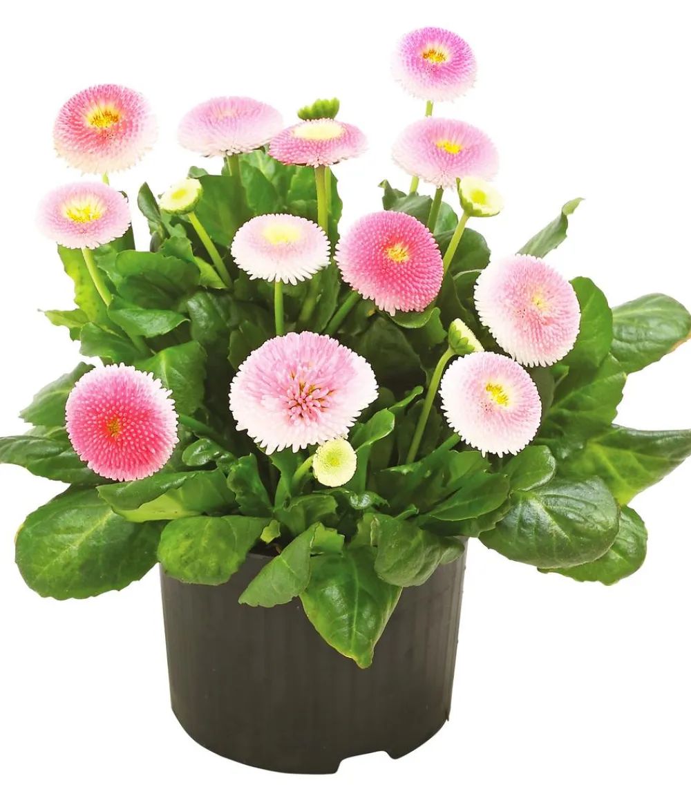 Dehner Balkonpflanzen-Sets - Beet- & Balkonpflanzen-Set Bonbon, 6-teilig