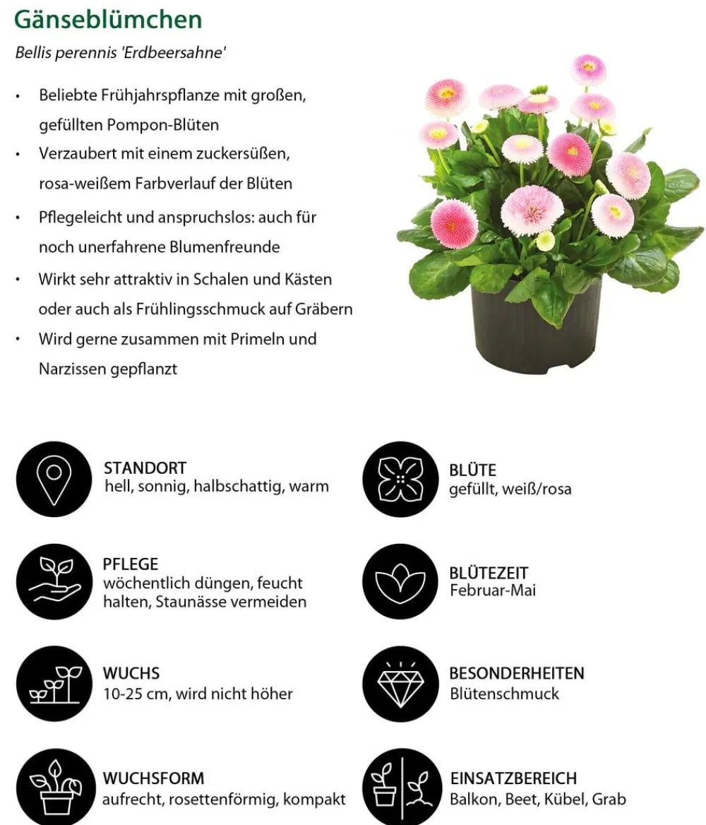Dehner Balkonpflanzen-Sets - Beet- & Balkonpflanzen-Set Bonbon, 6-teilig