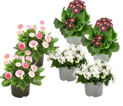 Dehner Balkonpflanzen-Sets - Beet- & Balkonpflanzen-Set Bonbon, 6-teilig
