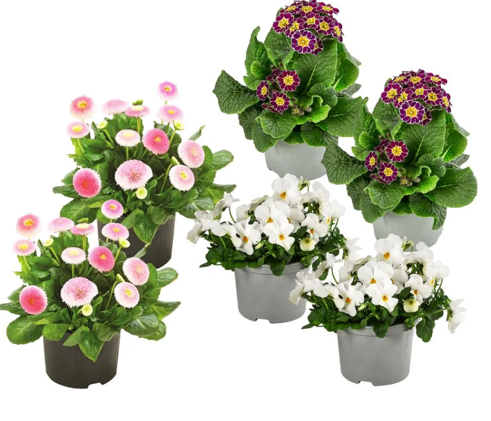 Dehner Balkonpflanzen-Sets - Beet- & Balkonpflanzen-Set Bonbon, 6-teilig
