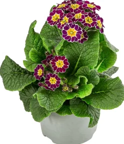 Dehner Balkonpflanzen-Sets - Beet- & Balkonpflanzen-Set Bonbon, 6-teilig