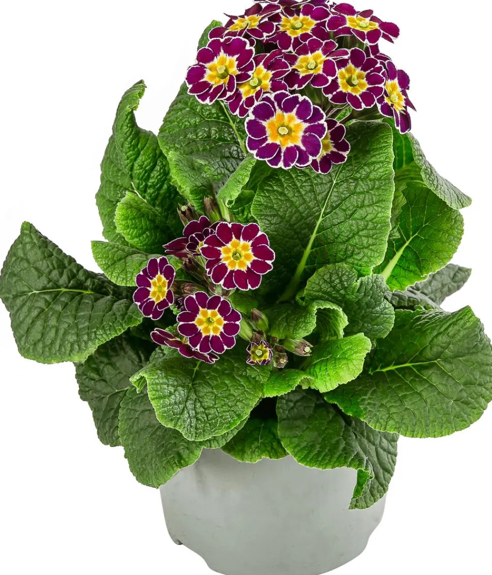 Dehner Balkonpflanzen-Sets - Beet- & Balkonpflanzen-Set Bonbon, 6-teilig