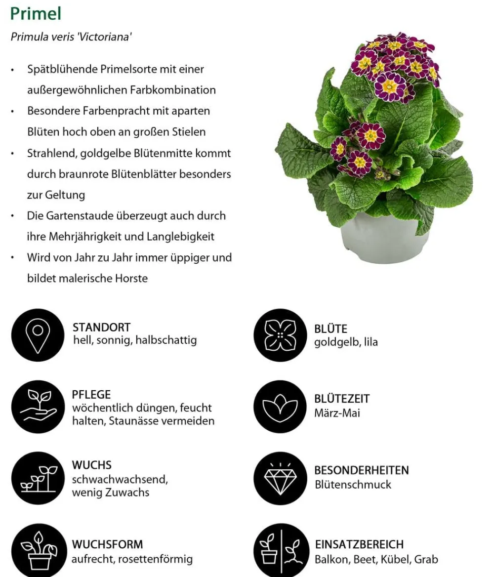 Dehner Balkonpflanzen-Sets - Beet- & Balkonpflanzen-Set Bonbon, 6-teilig