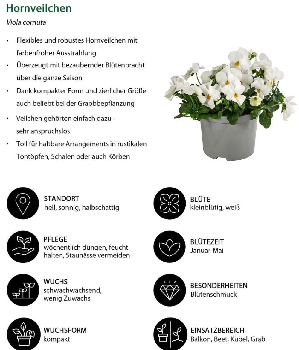 Dehner Balkonpflanzen-Sets - Beet- & Balkonpflanzen-Set Bonbon, 6-teilig