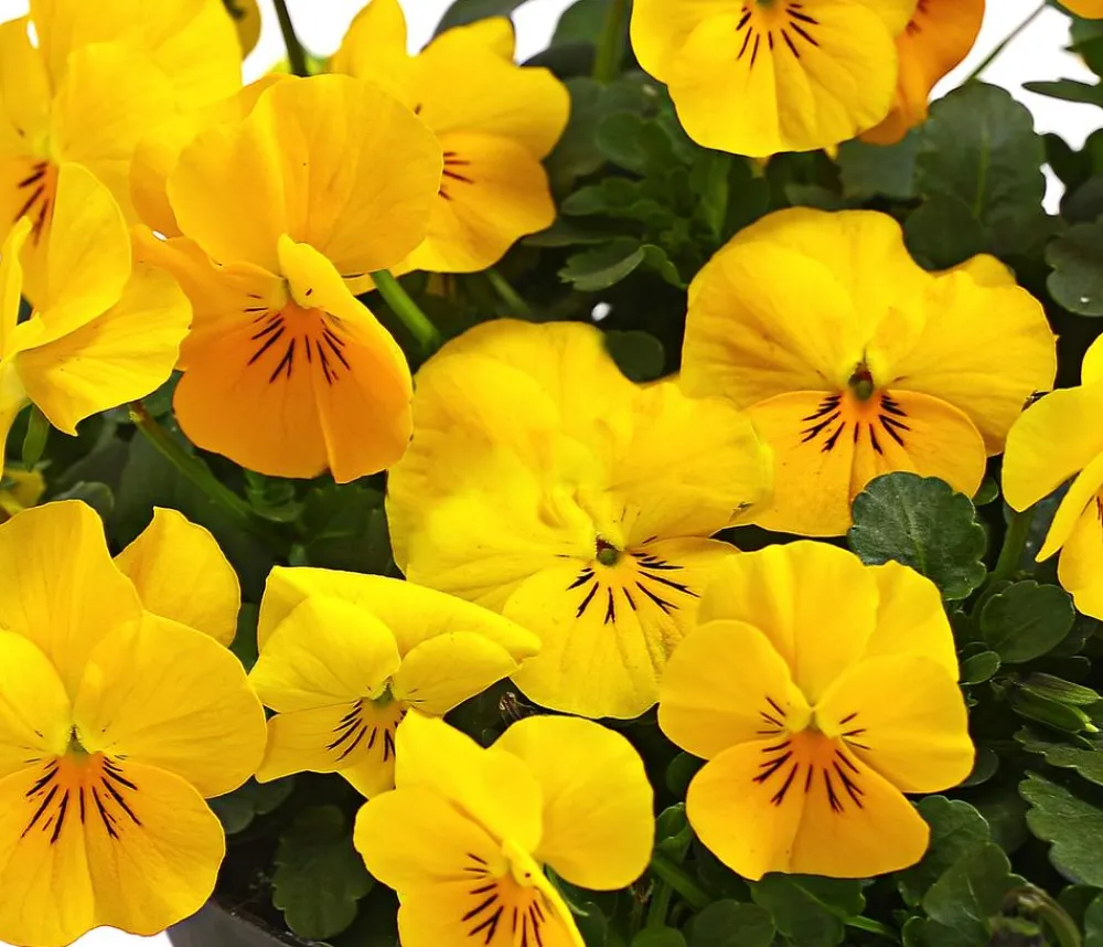 Dehner Beet- & Balkonpflanzen-Set Bunter Frühling, 6-teilig Online