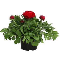 Dehner Beet- & Balkonpflanzen-Set Bunter Frühling, 6-teilig Online
