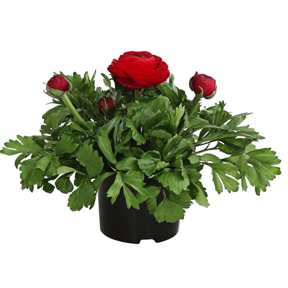 Dehner Beet- & Balkonpflanzen-Set Bunter Frühling, 6-teilig Online