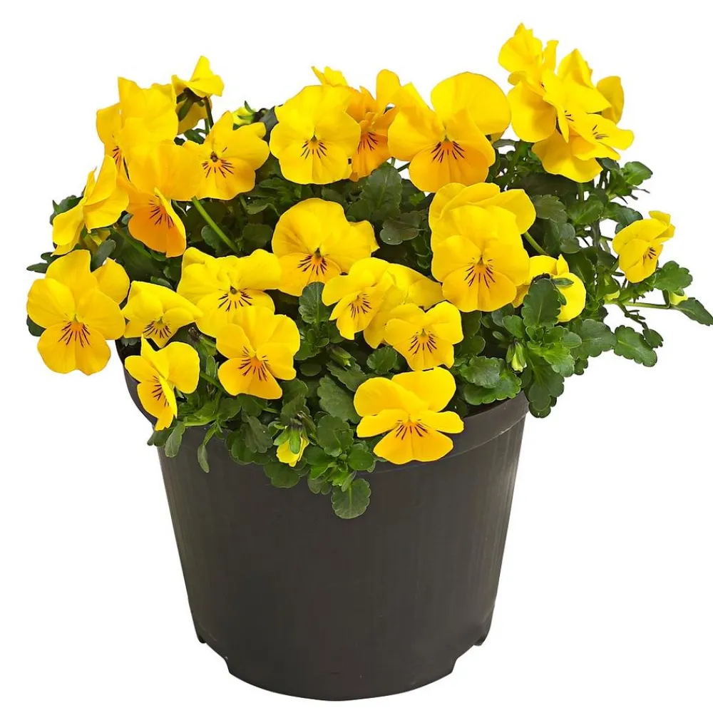 Dehner Beet- & Balkonpflanzen-Set Bunter Frühling, 6-teilig Online