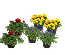 Dehner Beet- & Balkonpflanzen-Set Bunter Frühling, 6-teilig Online