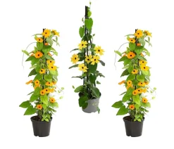 Dehner Beet- & Balkonpflanzen-Set Die Himmlischen, 3-teilig Discount