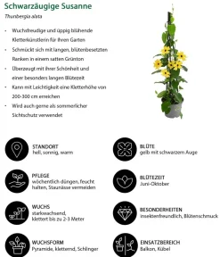 Dehner Beet- & Balkonpflanzen-Set Die Himmlischen, 3-teilig Discount