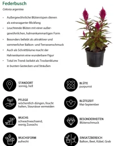 Dehner Beet- & Balkonpflanzen-Set Extravaganz, 6-teilig Best
