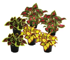 Dehner Beet- & Balkonpflanzen-Set Farbexplosion, 6-teilig Bunt New