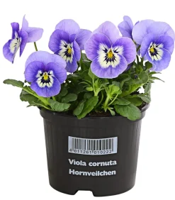 Dehner Balkonpflanzen-Sets - Beet- & Balkonpflanzen-Set Frühlingssonne, 14-teilig