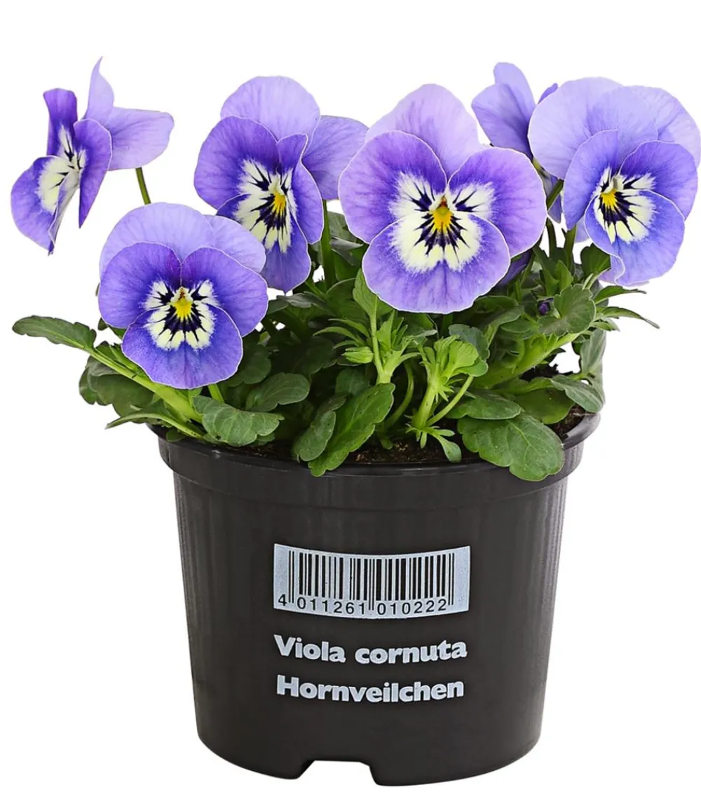 Dehner Balkonpflanzen-Sets - Beet- & Balkonpflanzen-Set Frühlingssonne, 14-teilig