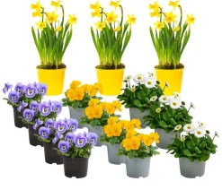 Dehner Balkonpflanzen-Sets - Beet- & Balkonpflanzen-Set Frühlingssonne, 14-teilig
