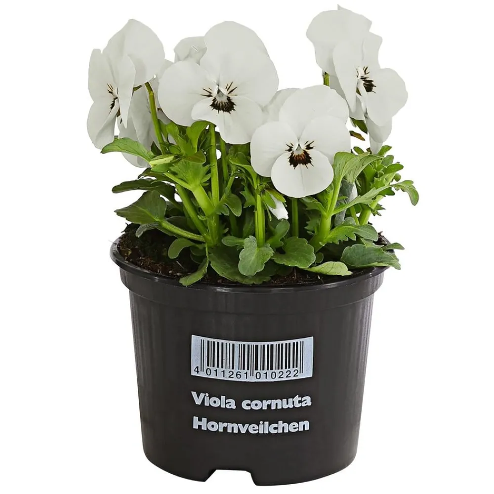 Dehner Beet- & Balkonpflanzen-Set Frühlingserwachen, 14-teilig Clearance