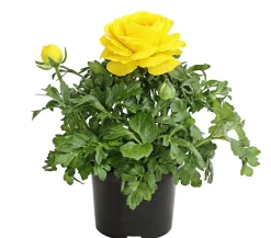 Dehner Balkonpflanzen-Sets - Beet- & Balkonpflanzen-Set er Frühling, 6-teilig Gelb