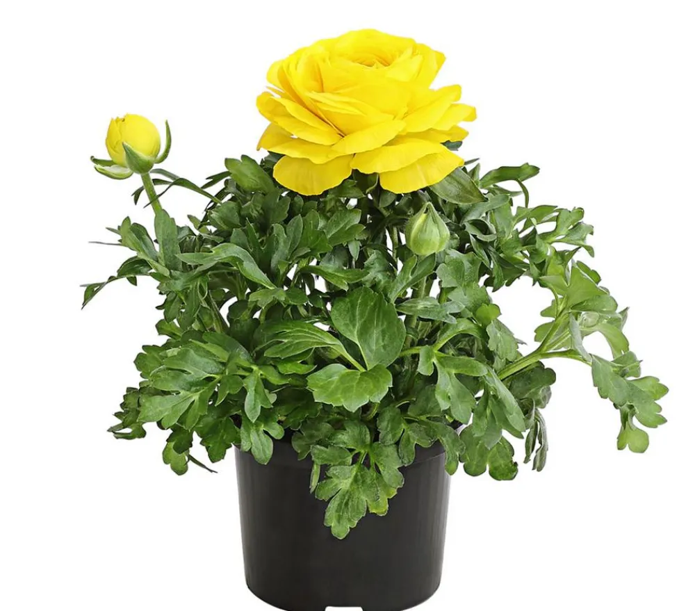 Dehner Balkonpflanzen-Sets - Beet- & Balkonpflanzen-Set er Frühling, 6-teilig Gelb