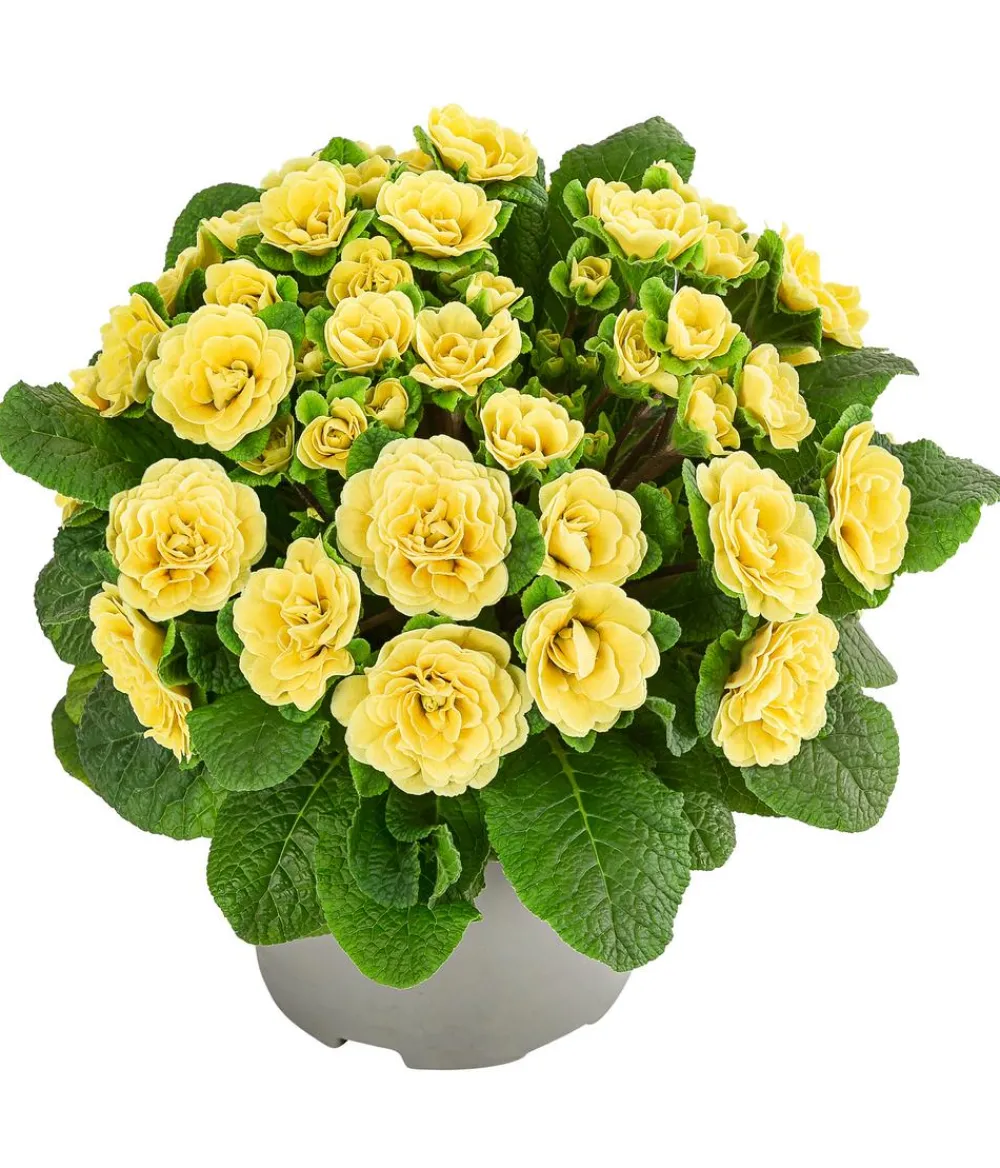 Dehner Balkonpflanzen-Sets - Beet- & Balkonpflanzen-Set er Frühling, 6-teilig Gelb