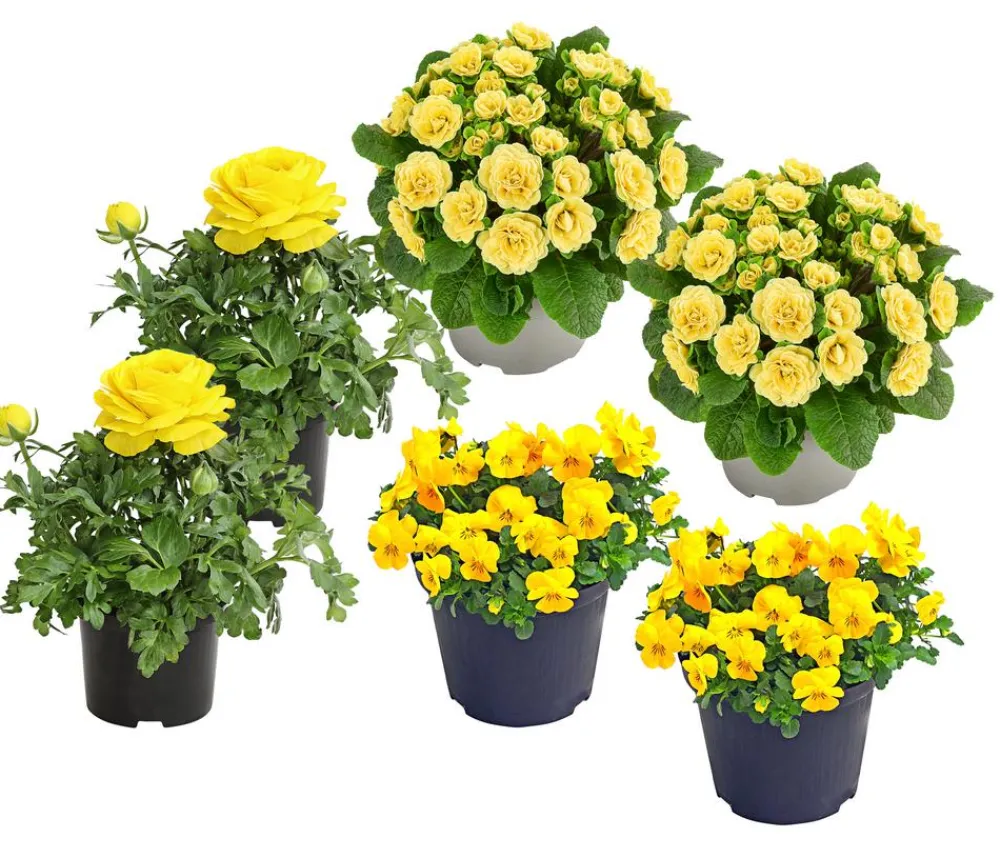 Dehner Balkonpflanzen-Sets - Beet- & Balkonpflanzen-Set er Frühling, 6-teilig Gelb