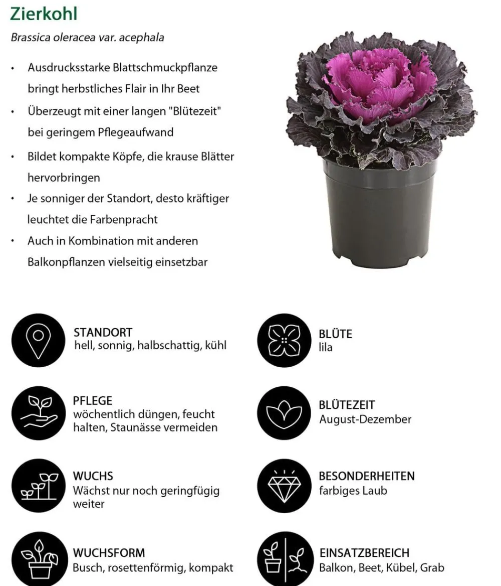Dehner Balkonpflanzen-Sets > Beet- & Balkonpflanzen-Set Herbstglück, 6-teilig