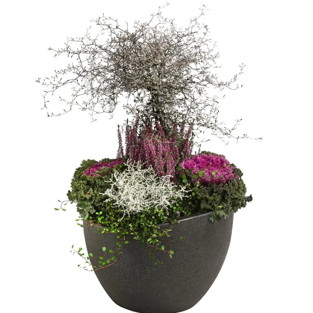 Dehner Balkonpflanzen-Sets > Beet- & Balkonpflanzen-Set Herbstglück, 6-teilig
