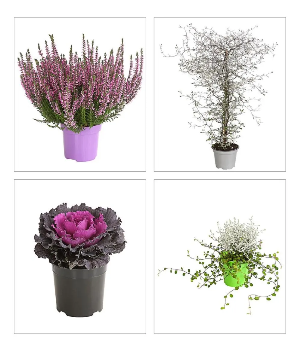 Dehner Balkonpflanzen-Sets > Beet- & Balkonpflanzen-Set Herbstglück, 6-teilig