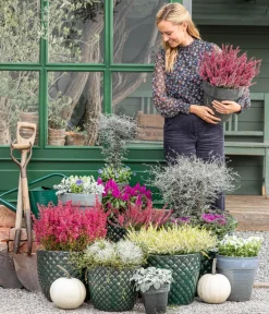 Dehner Balkonpflanzen-Sets > Beet- & Balkonpflanzen-Set Herbstglück, 6-teilig