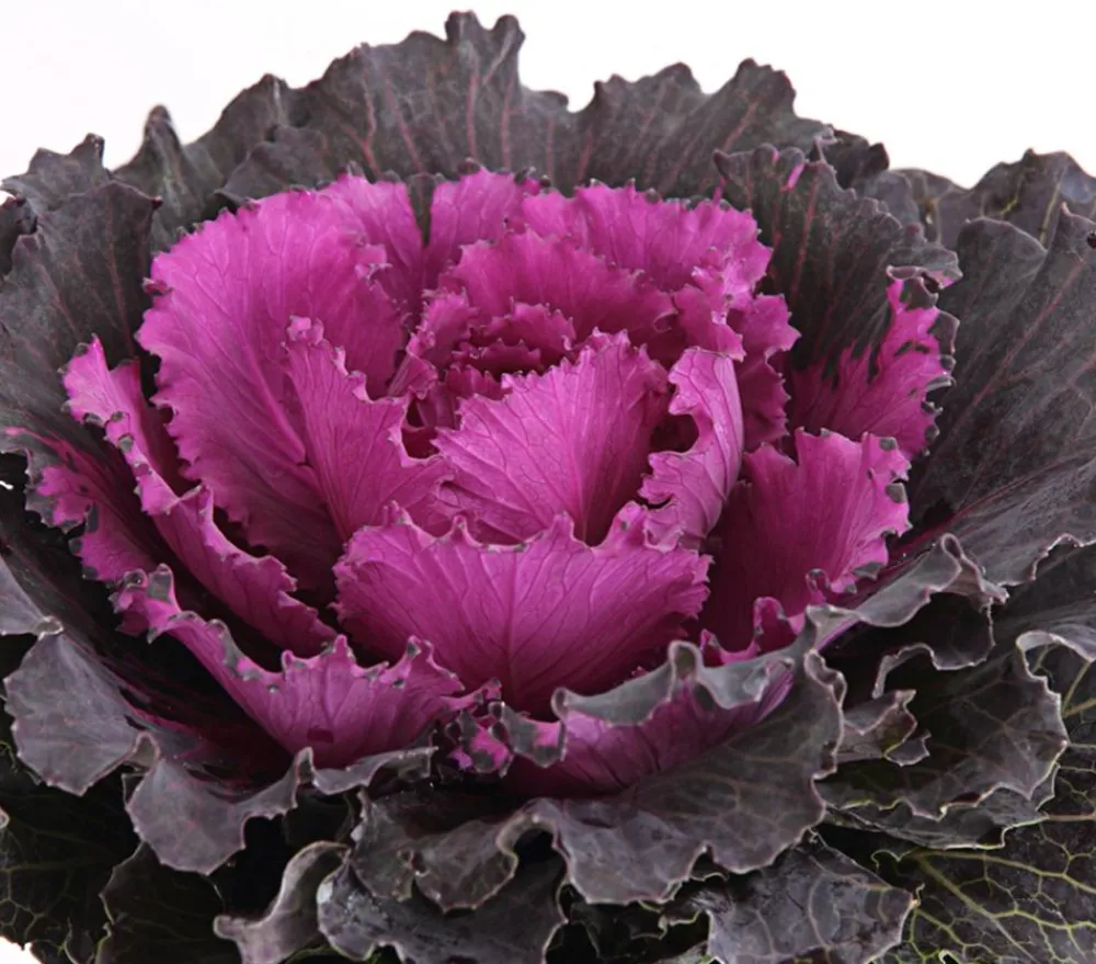 Dehner Balkonpflanzen-Sets > Beet- & Balkonpflanzen-Set Herbstglück, 6-teilig