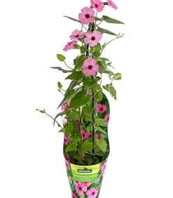 Dehner Balkonpflanzen-Sets|Sommerblumen - Beet- & Balkonpflanzen-Set Himmelsblühen, 3-teilig