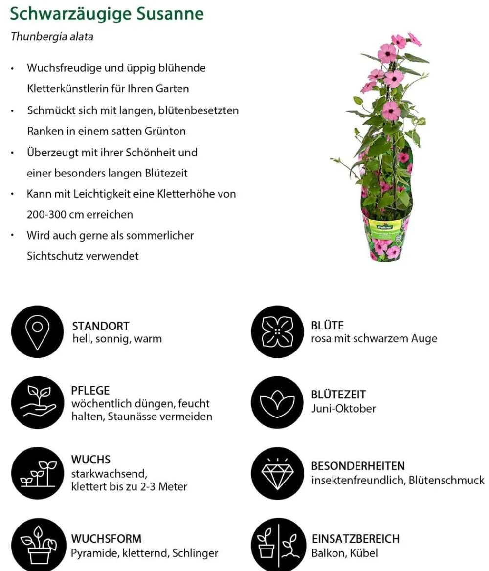 Dehner Balkonpflanzen-Sets|Sommerblumen - Beet- & Balkonpflanzen-Set Himmelsblühen, 3-teilig