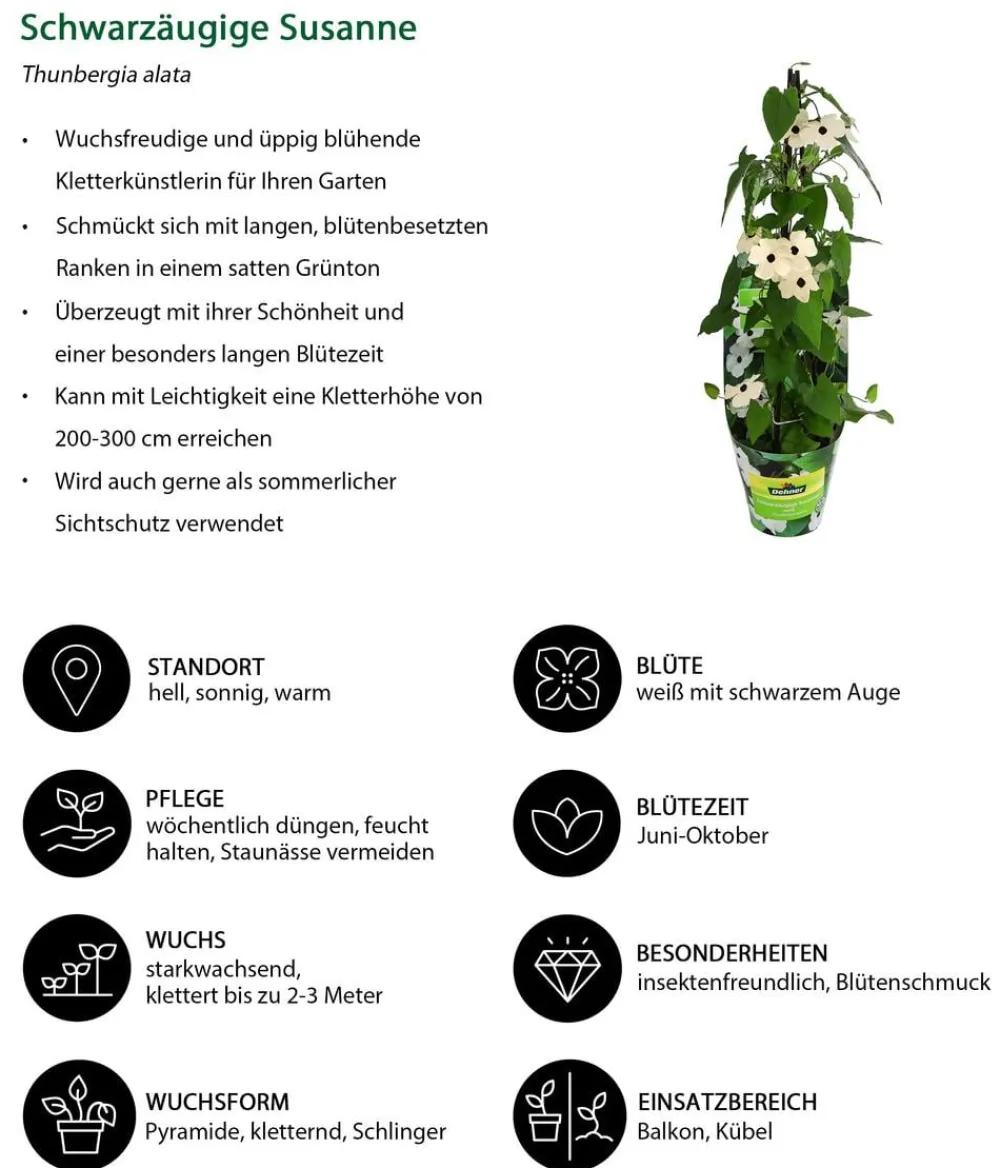 Dehner Balkonpflanzen-Sets|Sommerblumen - Beet- & Balkonpflanzen-Set Himmelsblühen, 3-teilig
