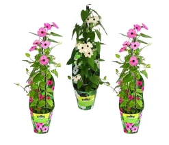 Dehner Balkonpflanzen-Sets|Sommerblumen - Beet- & Balkonpflanzen-Set Himmelsblühen, 3-teilig