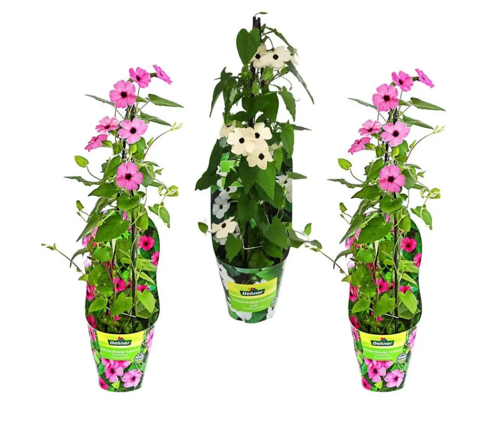 Dehner Balkonpflanzen-Sets|Sommerblumen - Beet- & Balkonpflanzen-Set Himmelsblühen, 3-teilig