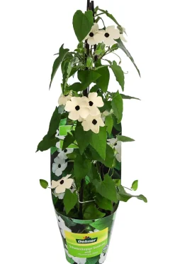 Dehner Balkonpflanzen-Sets|Sommerblumen - Beet- & Balkonpflanzen-Set Himmelsblühen, 3-teilig