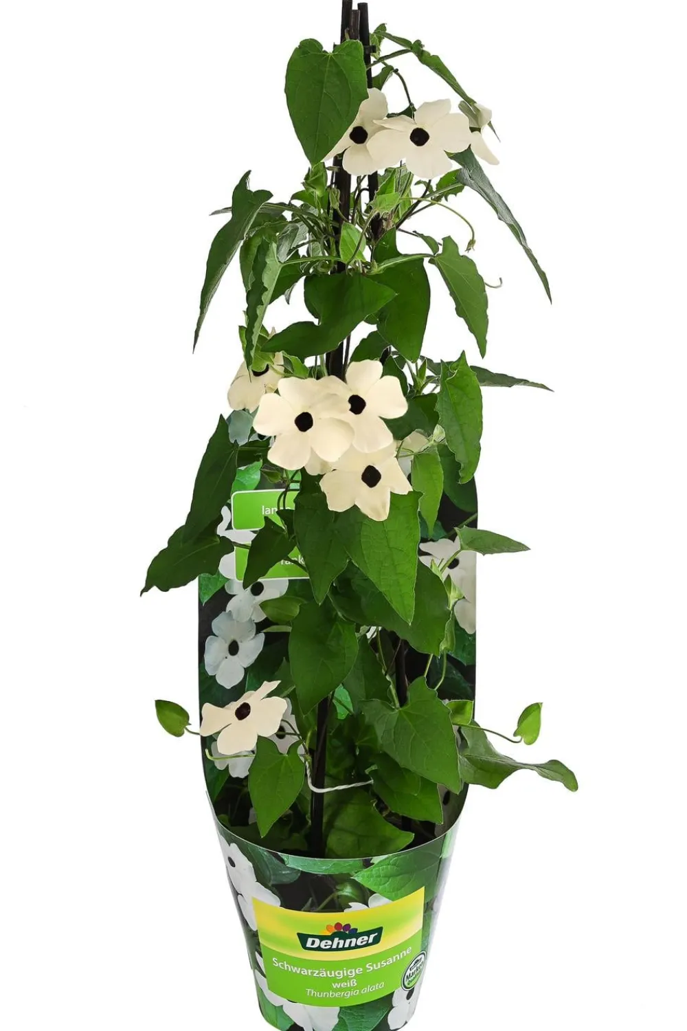 Dehner Balkonpflanzen-Sets|Sommerblumen - Beet- & Balkonpflanzen-Set Himmelsblühen, 3-teilig