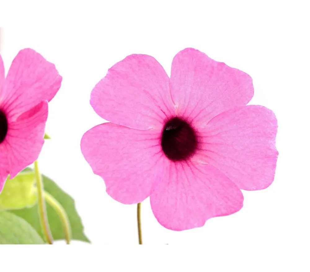 Dehner Balkonpflanzen-Sets|Sommerblumen - Beet- & Balkonpflanzen-Set Himmelsblühen, 3-teilig