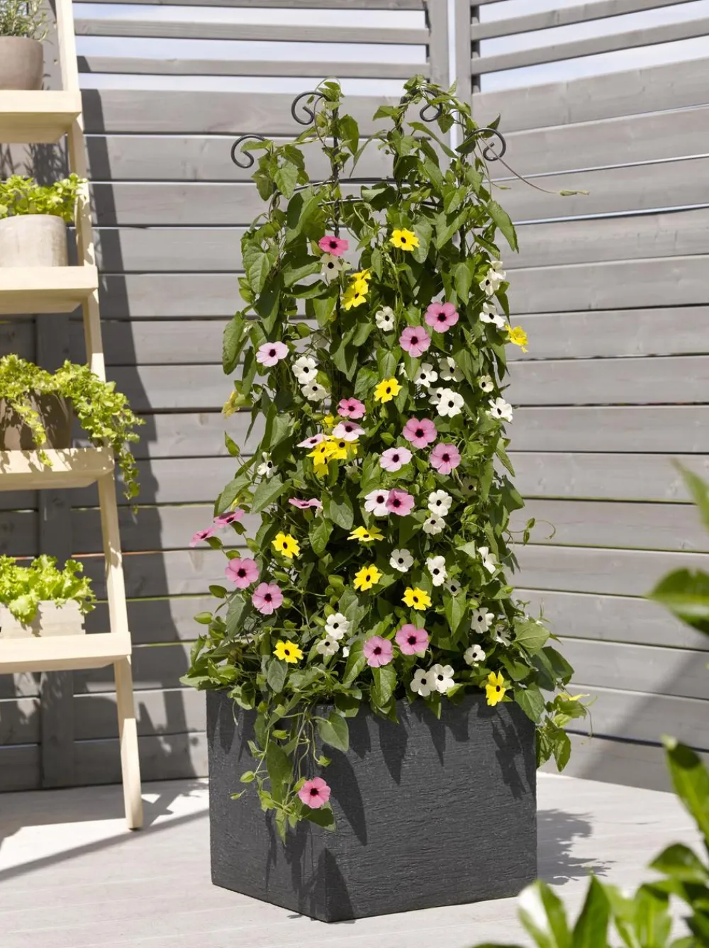 Dehner Balkonpflanzen-Sets|Sommerblumen - Beet- & Balkonpflanzen-Set Himmelsblühen, 3-teilig