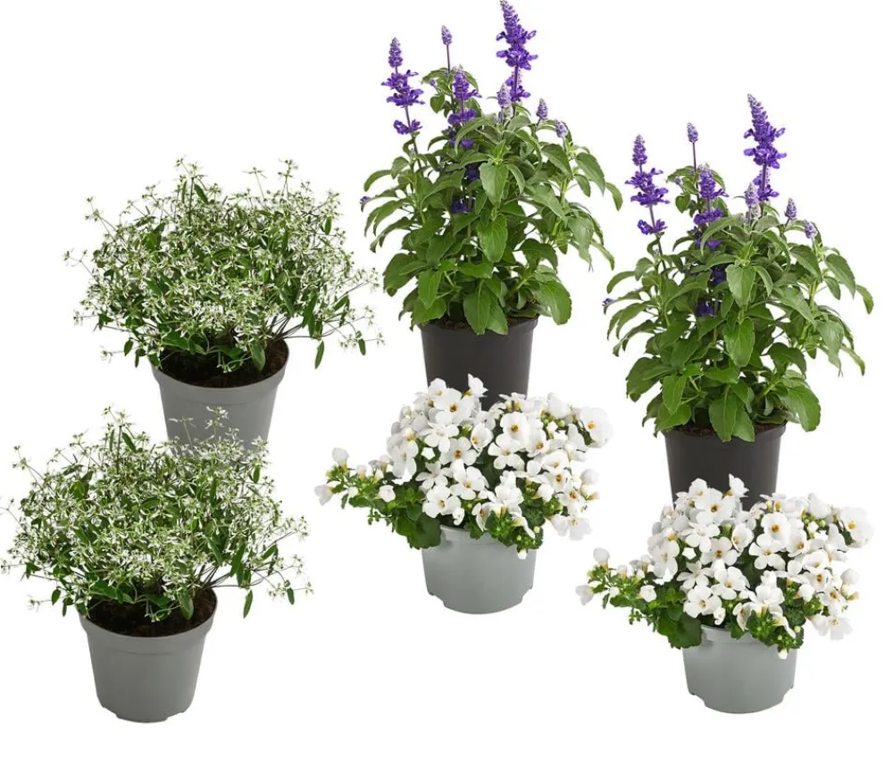 Dehner Balkonpflanzen-Sets|Sommerblumen > Beet- & Balkonpflanzen-Set Landhaus, 6-teilig