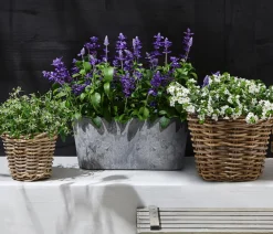 Dehner Balkonpflanzen-Sets|Sommerblumen > Beet- & Balkonpflanzen-Set Landhaus, 6-teilig