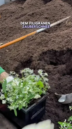 Dehner Balkonpflanzen-Sets|Sommerblumen > Beet- & Balkonpflanzen-Set Landhaus, 6-teilig