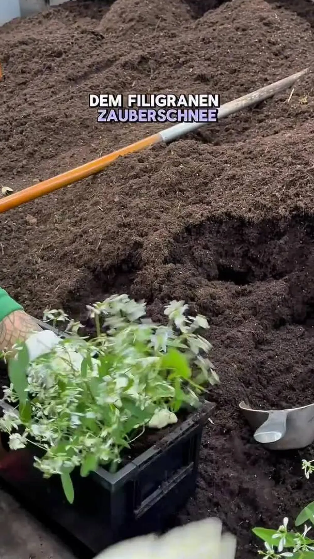 Dehner Balkonpflanzen-Sets|Sommerblumen > Beet- & Balkonpflanzen-Set Landhaus, 6-teilig