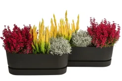 Dehner Beet- & Balkonpflanzen-Set Leuchtfeuer, 6-teilig Sale