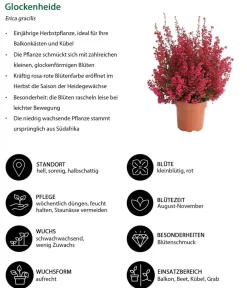 Dehner Beet- & Balkonpflanzen-Set Leuchtfeuer, 6-teilig Sale